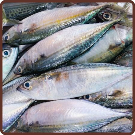 Fish